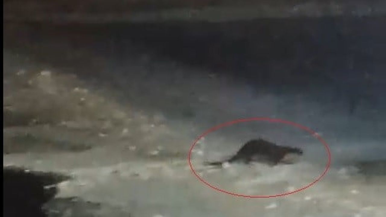 Bayburt Arpalı'da buzlu Çoruh Nehri'nde su samuru görüntülendi