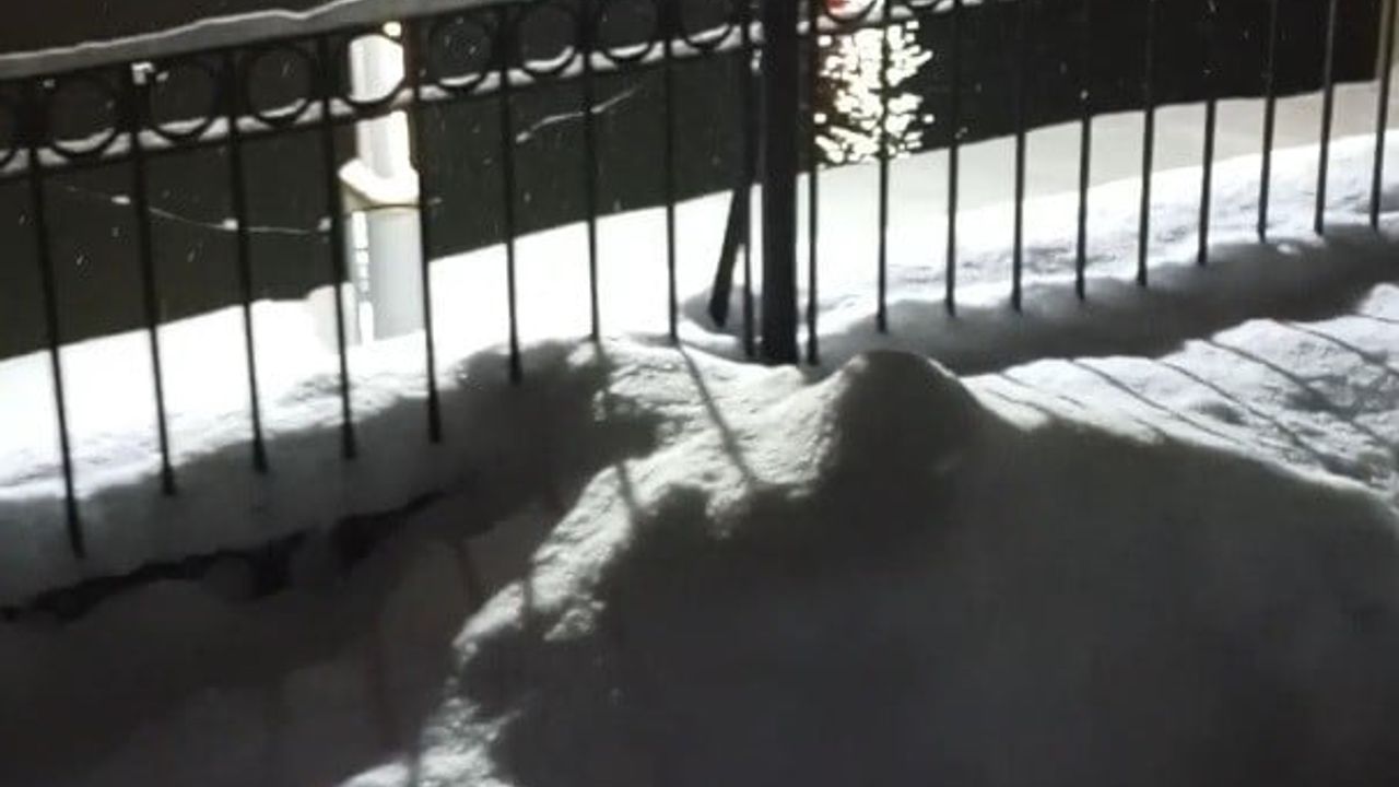 Bayburt Arpalı'da su samuru eşiyle birlikte Çoruh Nehri'nde görüntülendi