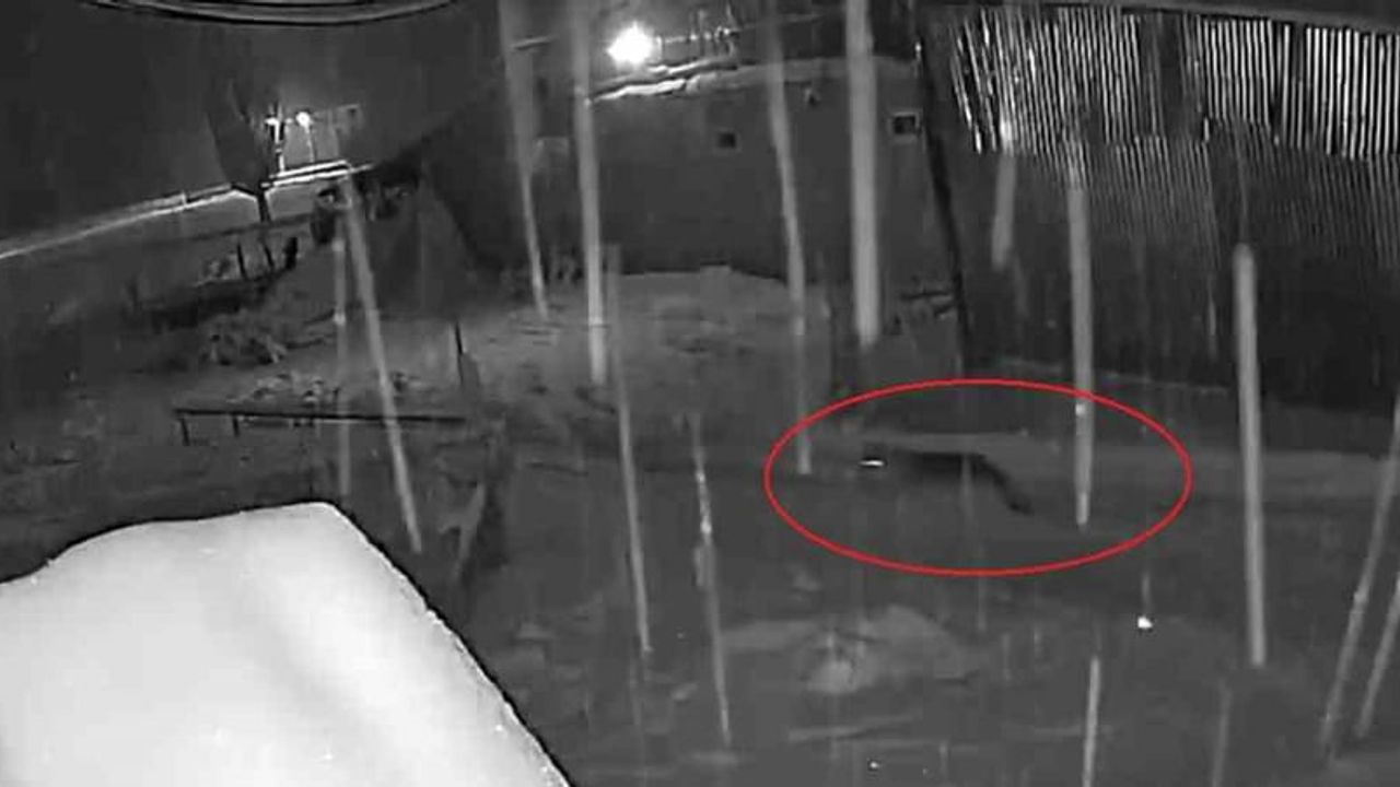 Bayburt Oruçbeyli'de 10 kurttan oluşan sürünün köpeği kovaladığı anlar kamerada