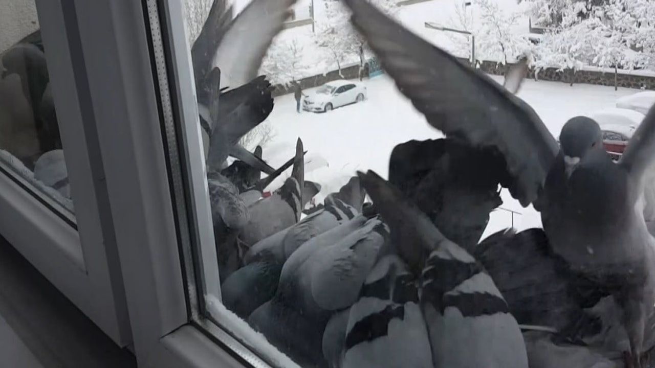 Bayburt'ta dondurucu soğuk: Güvercinler pencerelere bırakılan yemlerle besleniyor