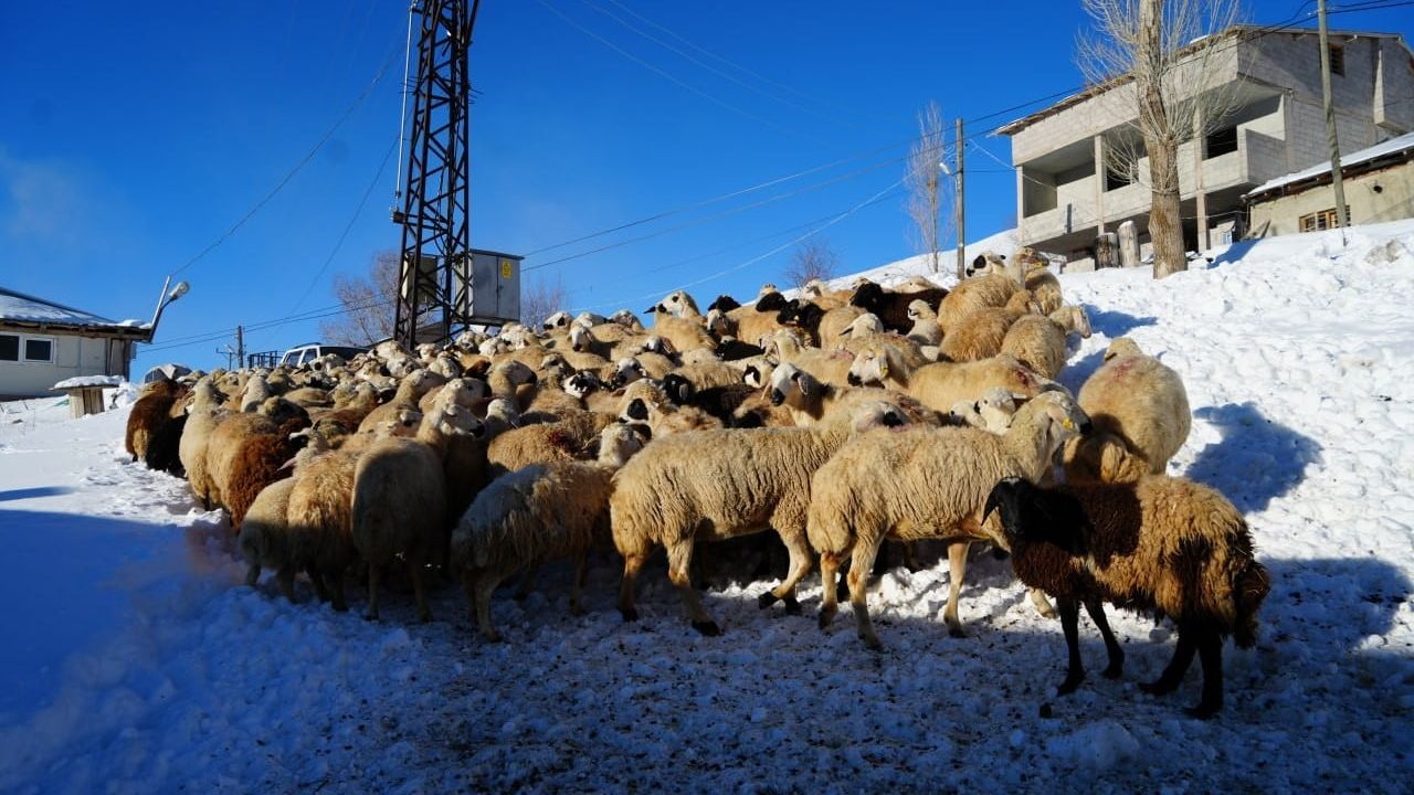 Bayburt'ta emekli besici Fikri Telli, eksi 25 dereceye rağmen 140 küçükbaşını besliyor