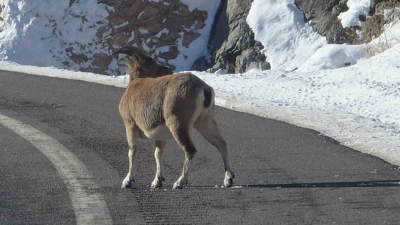 Bayburt’ta Koruma Altındaki Dağ Keçileri Örence ve Gez Köyleri Yakınlarında Görüldü