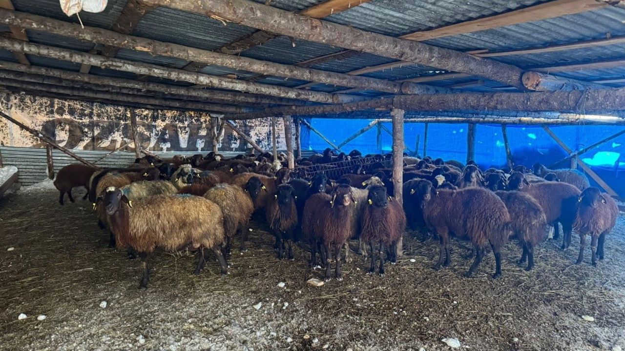 Bayburt'ta küçükbaş hayvancılık desteği devam ediyor: 100 hayvanla işletme kuruldu