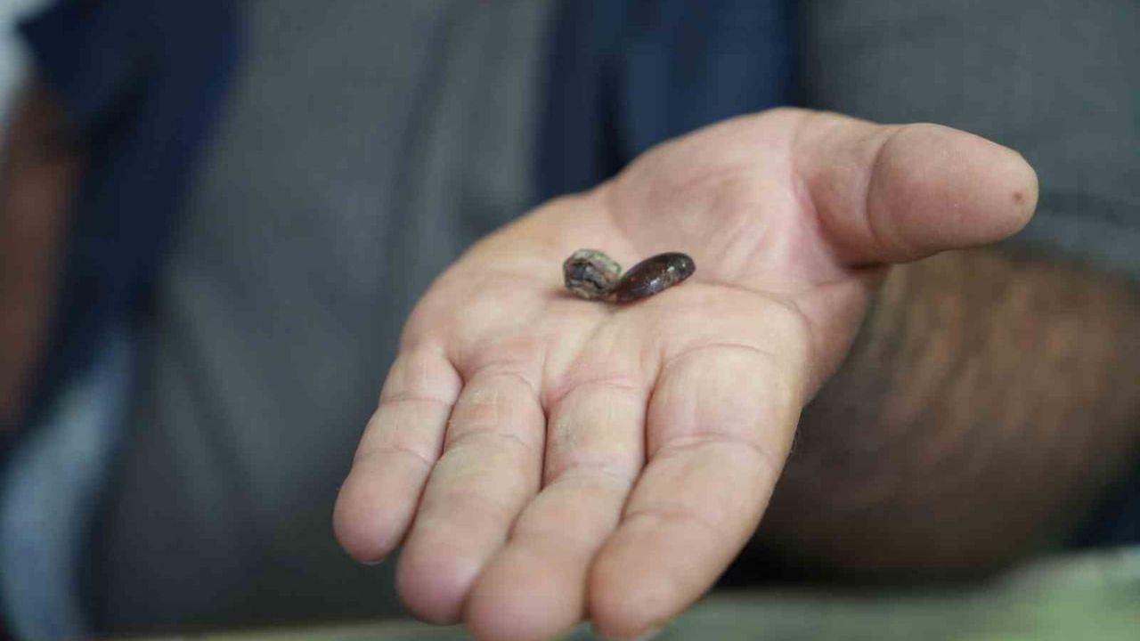 Bayburtlu kehribar ustası işlediği taşta böcek fosili buldu