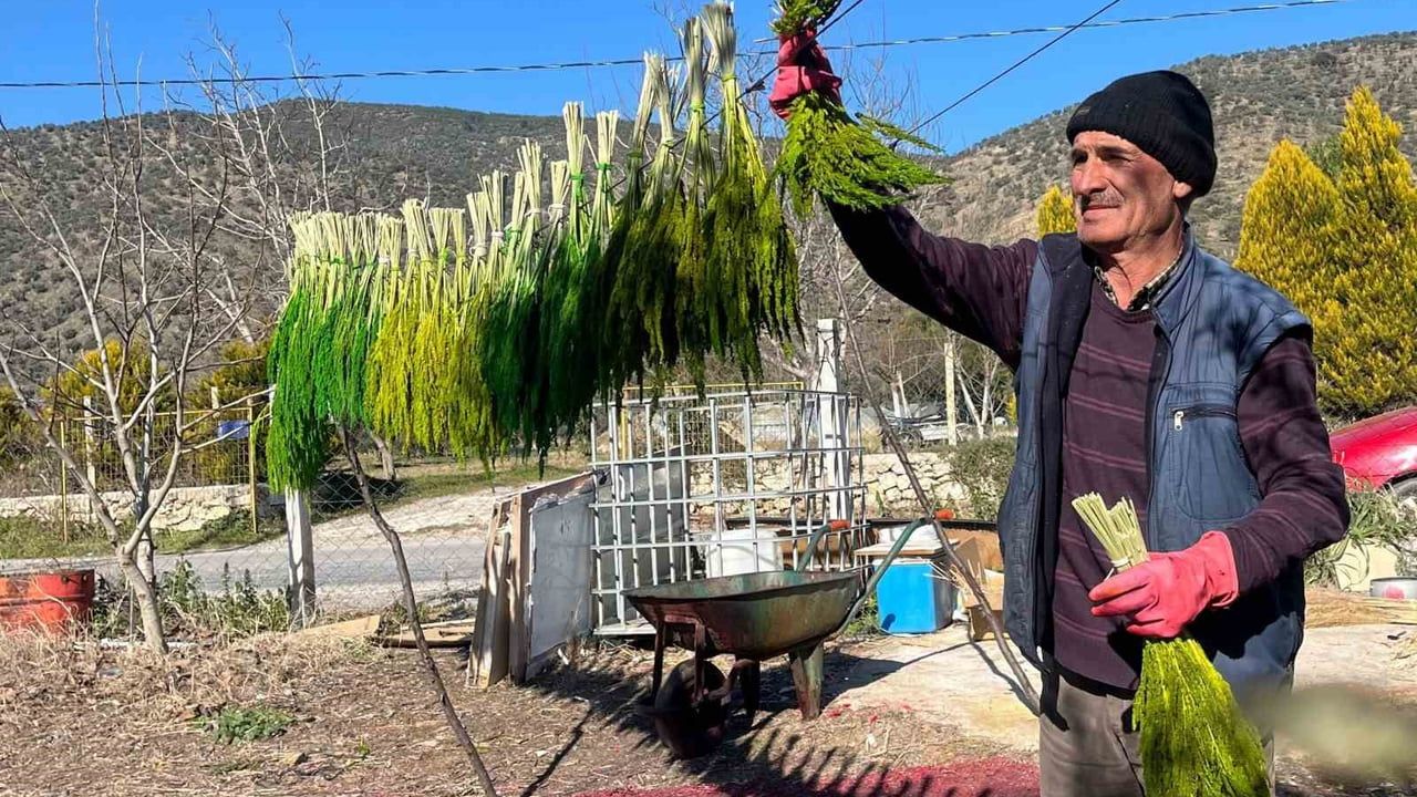 Bayındır 5. Turan Mahallesi Nergis ve Kuru Çiçek Festivali 31 Ocak-1 Şubat'ta