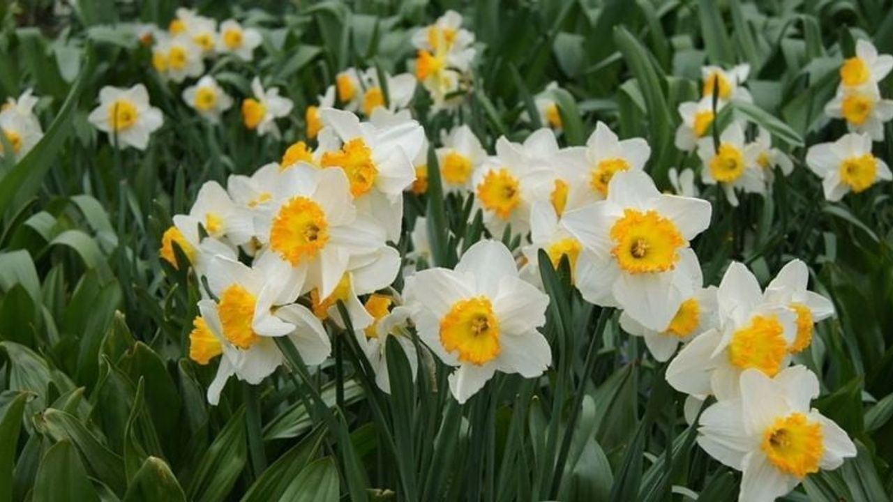 Bayındır nergisi bilimsel araştırmalarda öne çıkıyor: Galantamin ve potansiyel değer