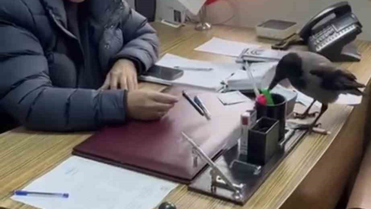 Beşikdüzü Belediye Başkanı Cahit Erdem’in karga ile samimi diyaloğu kamerada