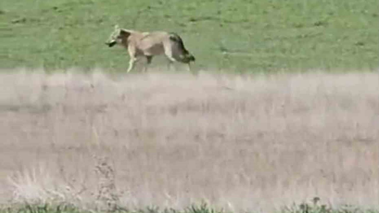 Beypazarı'nda aç kalan kurtlar havuç sökümü yapılan tarlalara indi
