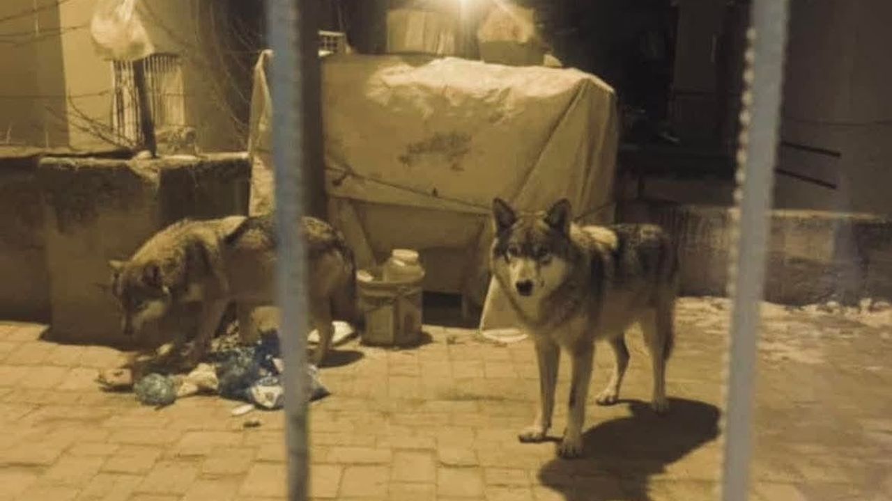 Beypazarı'nda aç kalan kurtların çöp karıştırma anları kaydedildi