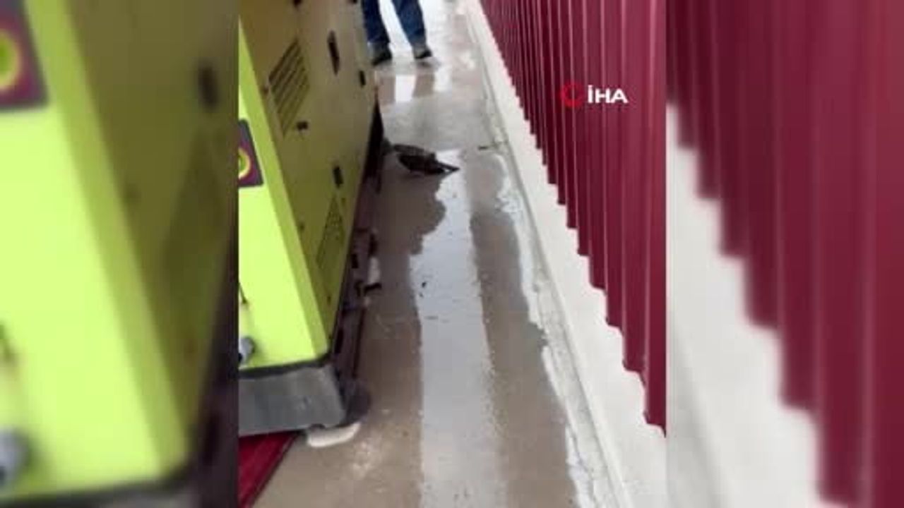 Beypazarı'nda kanadı kırık atmaca tedavi altına alındı