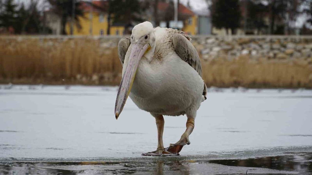 Beyşehir Gölü'nde kış manzarası: Buzlu kıyılarda görülen 3 pelikan fotoğrafçıların ilgisini çekti