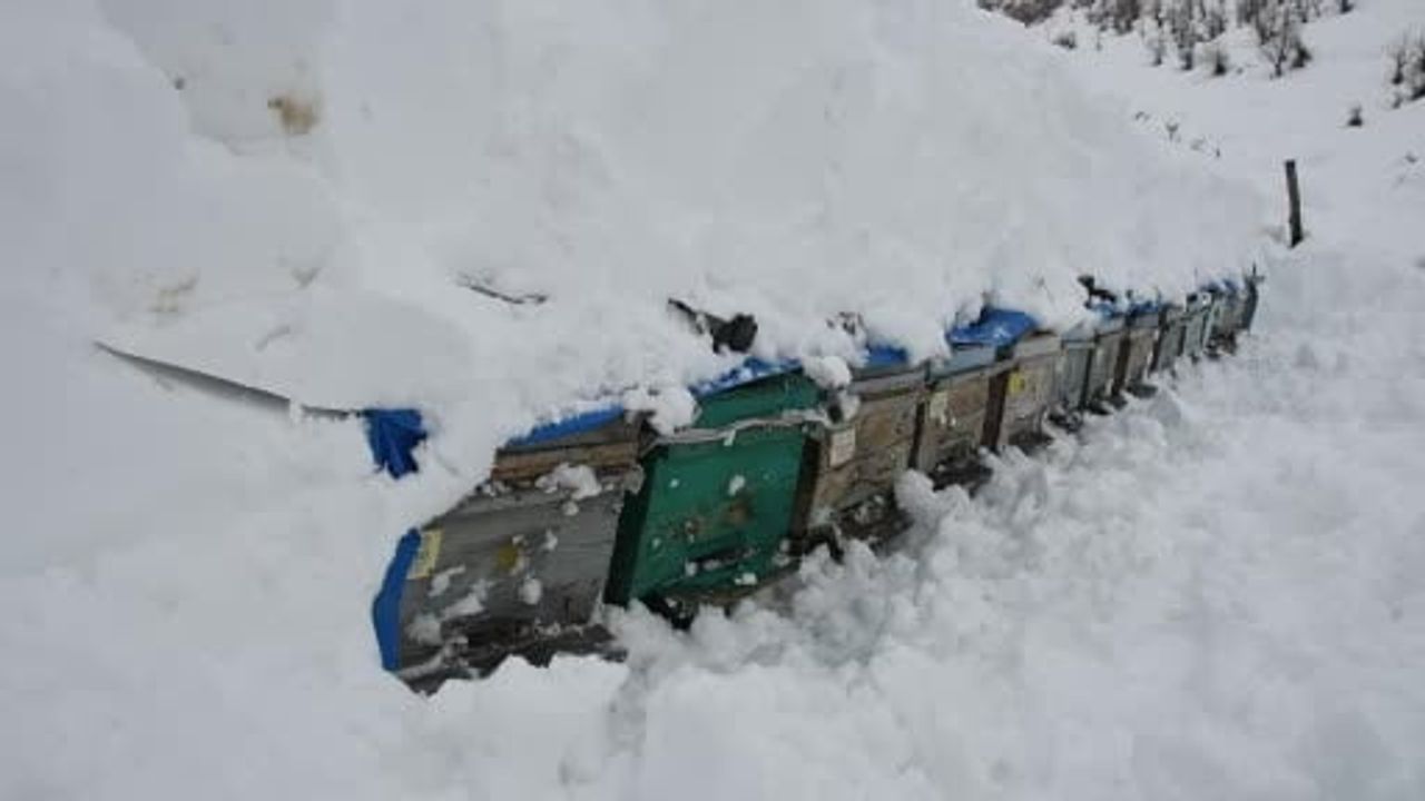 Beytüşşebap'ta çığ altında kalan bal arıları köylülerce kurtarıldı