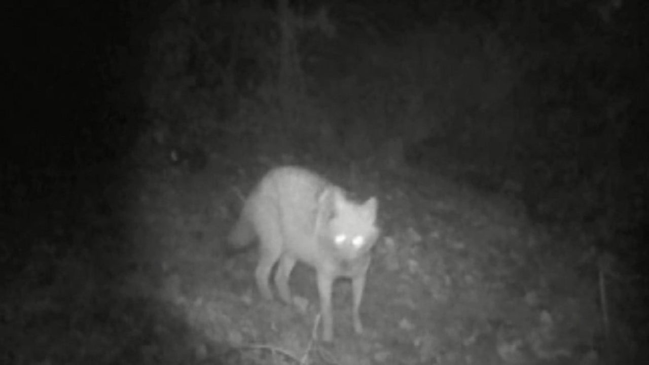 Bilecik’te Gümüşdere Köyü’nde fotokapana önce çakal sonra kurt görüntülendi