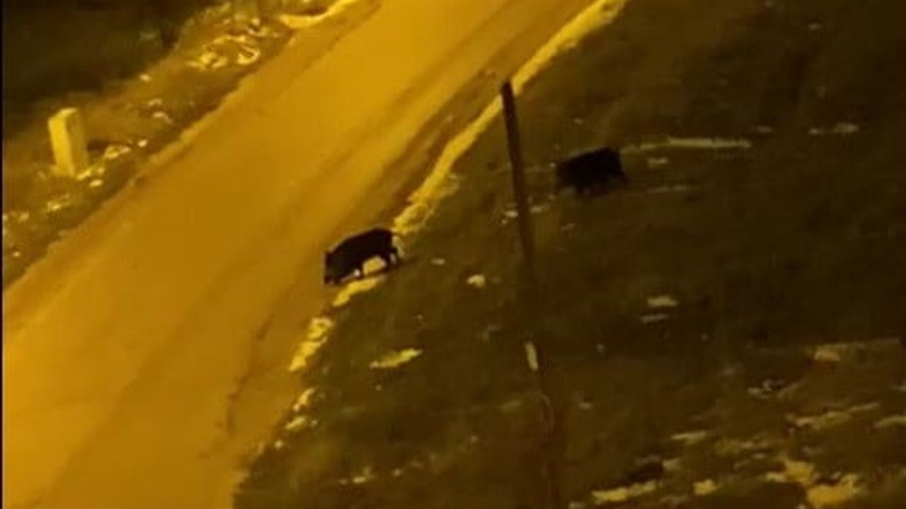 Bilecik’te iki domuzun sokaklarda dolaştığı anlar cep telefonu kamerasına yansıdı