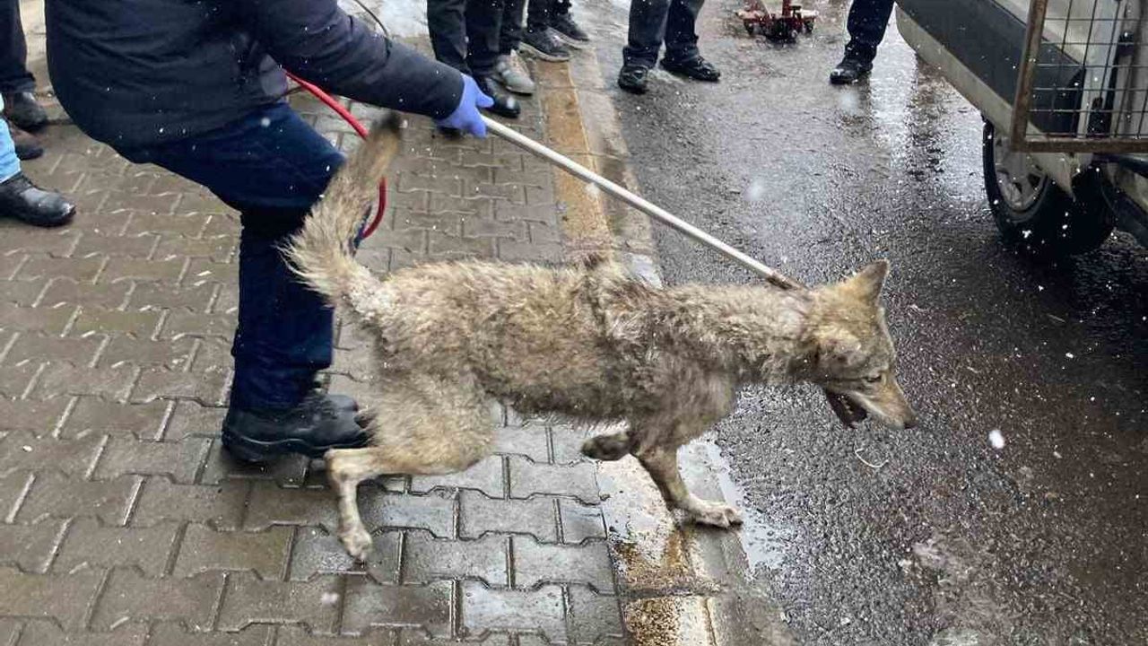 Bingöl’de lastikçiye giren kurt belediye ekiplerince yakalandı