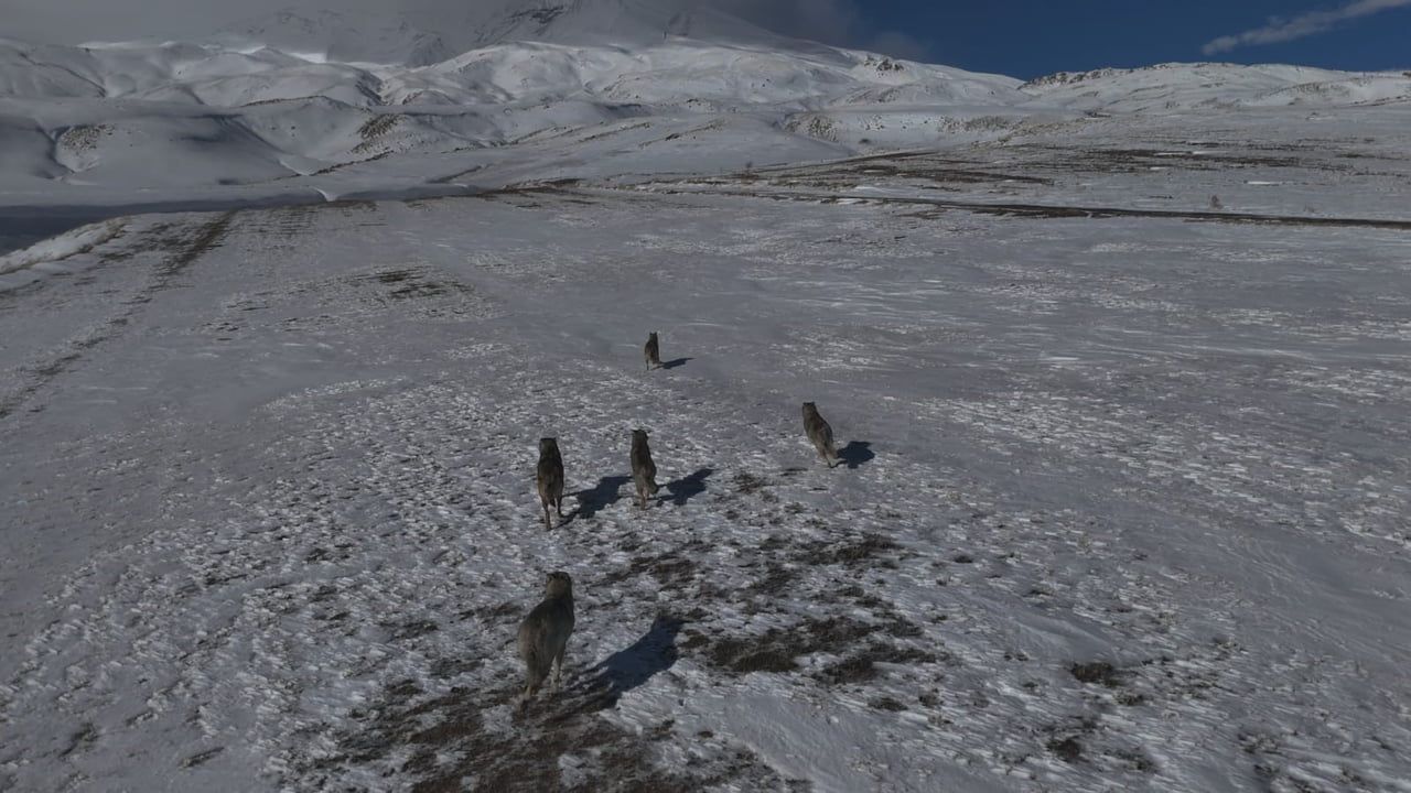 Bitlis Adilcevaz Aydınlar Beldesinde Kurt Sürüsü Dronla Görüntülendi