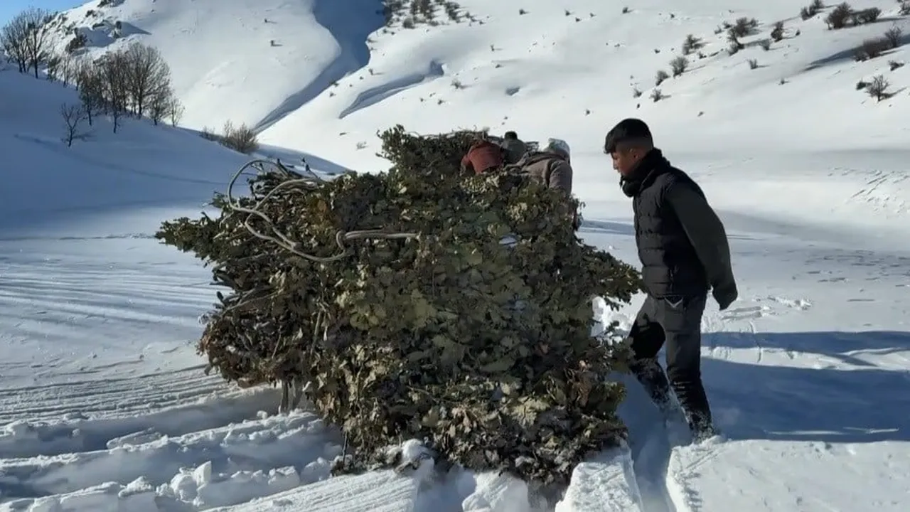 Bitlis Başhan'da kış mesaisi: Kızaklarla meşe dalları hayvan yemi oluyor