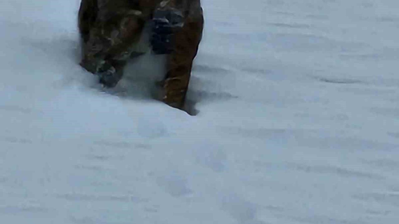 Bitlis Hizan’da Nesli Tehlike Altındaki Vaşak Kısa Süreliğine Görüntülendi