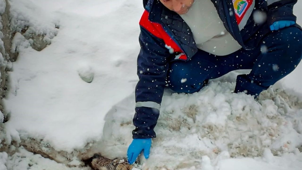 Bitlis'te Yaralı Kurt Tatvan'da Tedavi Altına Alındı