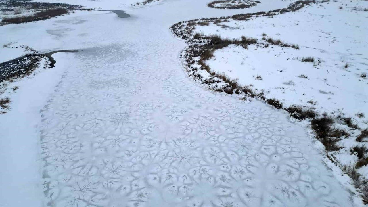 Bitlis'te yoğun kar ve soğuk kukumavanın gündüz avına yol açtı
