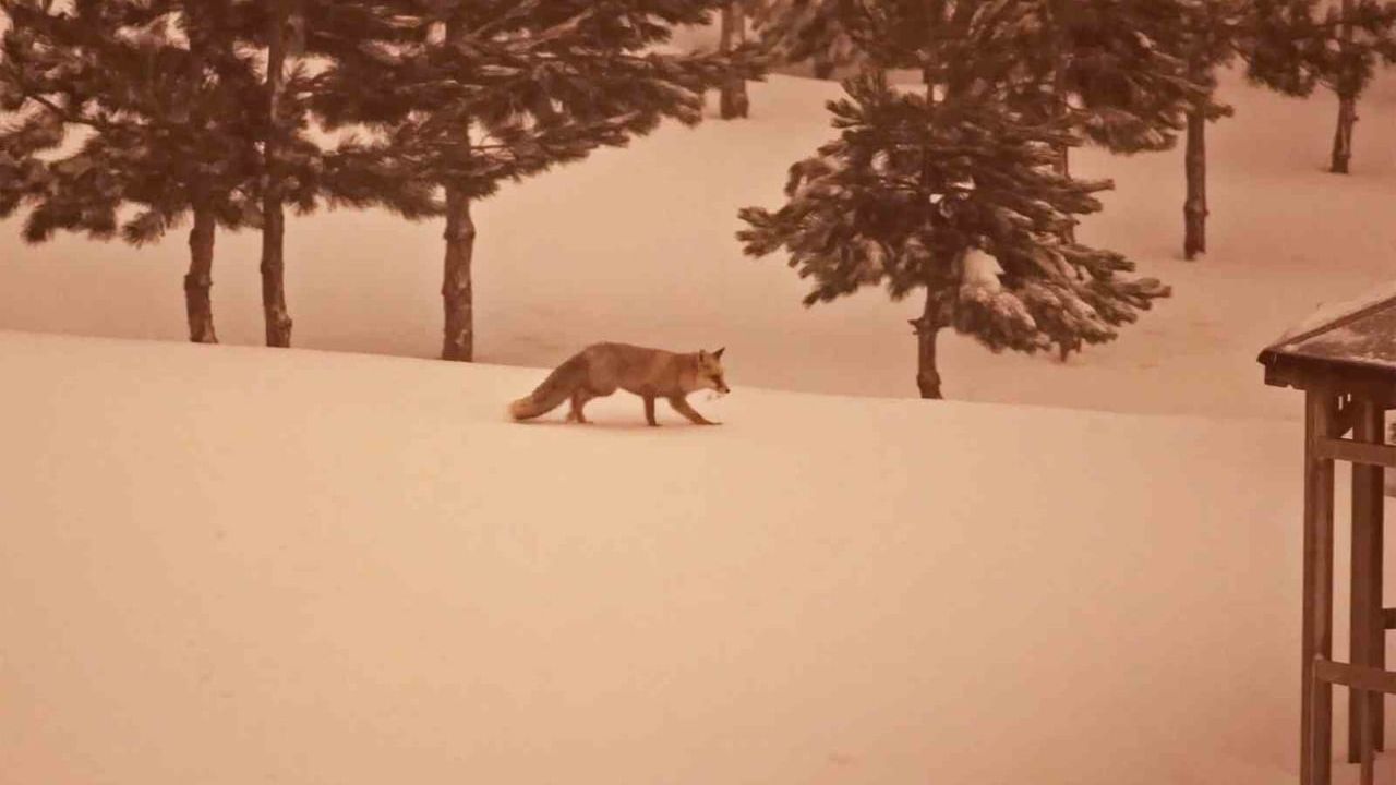 Bitlis'te yoğun kar ve soğuklar yaban hayvanlarını yerleşimlere yaklaştırdı