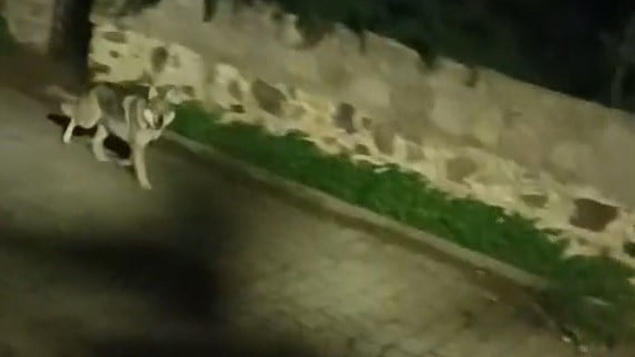 Bodrum Turgutreis'te kurt sürüsü görüntülendi