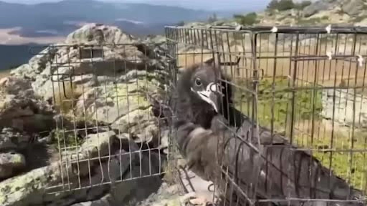 Bolu’da 132 yaban hayvanı tedavi edilip doğaya salındı