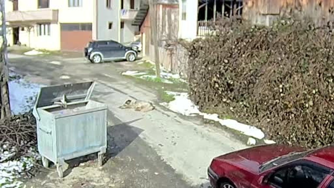 Bolu'da Doğancı Köyü'nde aracının üzerinden geçtiği köpek yaralandı, sürücü yakalandı