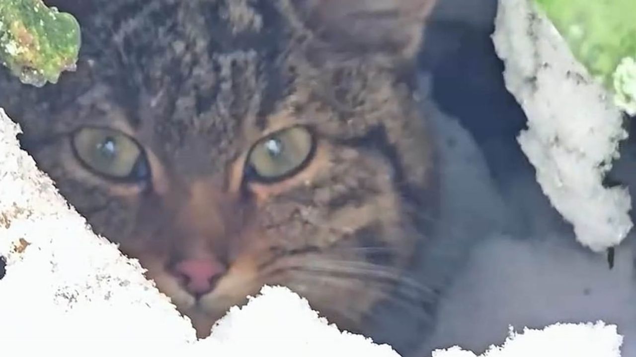 Bolu’da karla kaplı arazide yaban kedisi görüntülendi