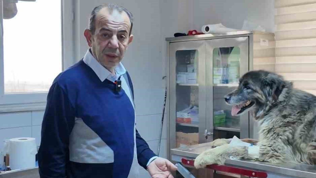 Bolu'da Yaralanan Köpeğin Röntgeninde 300-400 Saçma İzi Tespit Edildi