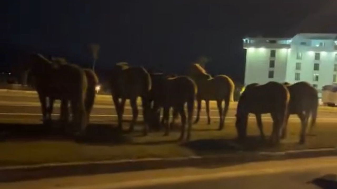 Bolu'da yılkı atları D-100 kara yolunun orta refüjünde otladı