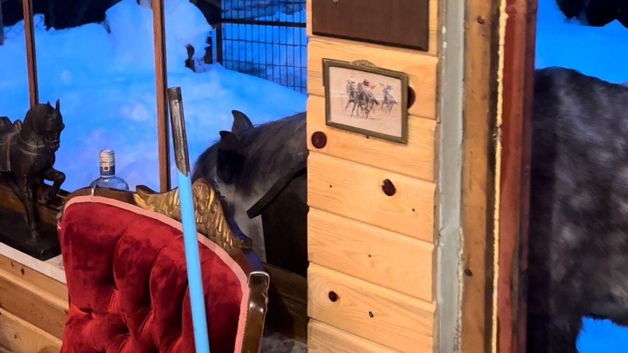 Bolu'da Yılkı Atları Ev Kapısına Kadar Geldi: Gökhan Bilen'in Samimi Karşılama Anları