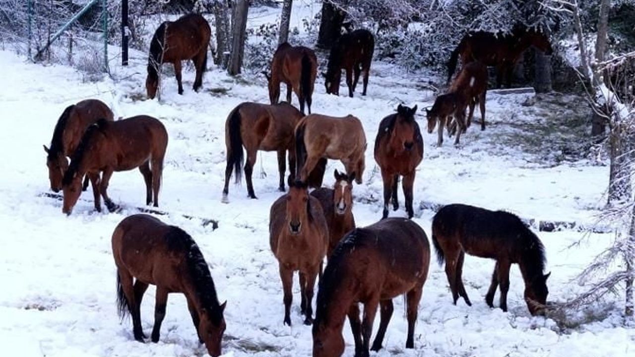 Bolu'da yılkı atları merkeze indi, belediye ekipleri samanla besledi