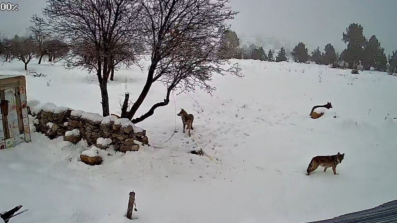 Bozyazı Elmakuzu’da üç kurt köye indi; anlar güvenlik kamerasında