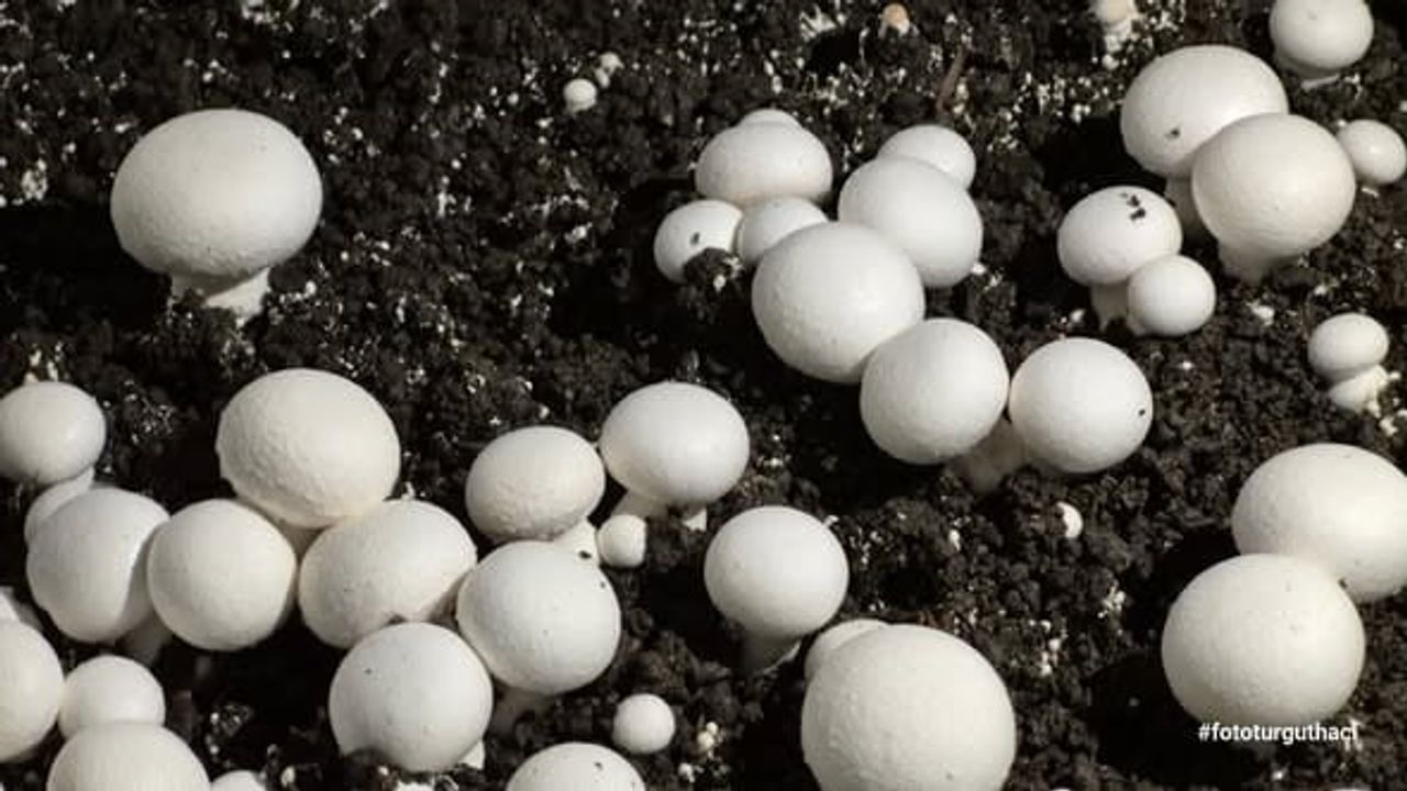 Bulancak'ta Mesleki ve Teknik Anadolu Lisesi Öğrencilerinin Kültür Mantarı Hasadı Tamamlandı