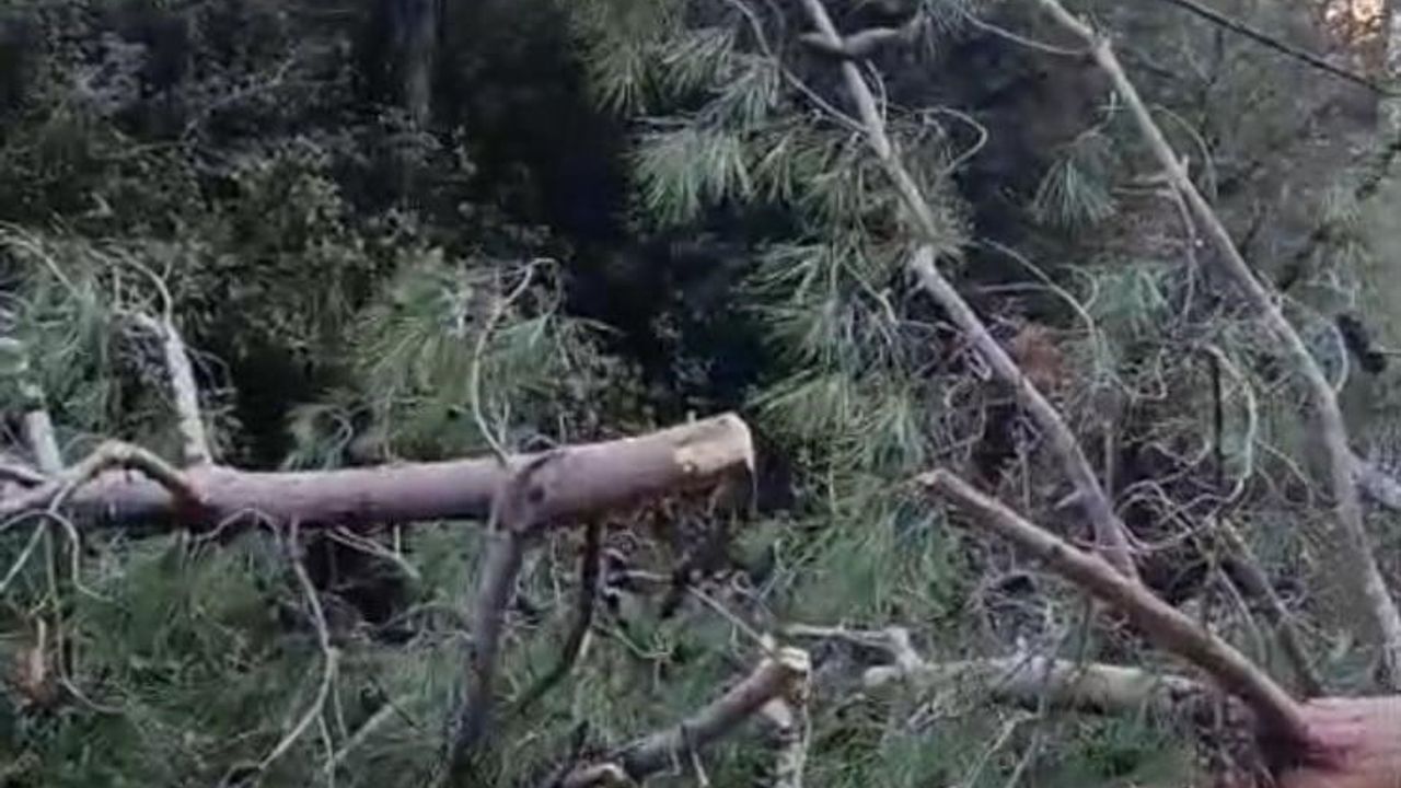 Buldan'da fırtına ulaşımı aksattı; vatandaşlar devrilen ağaçları kaldırarak yolu açtı