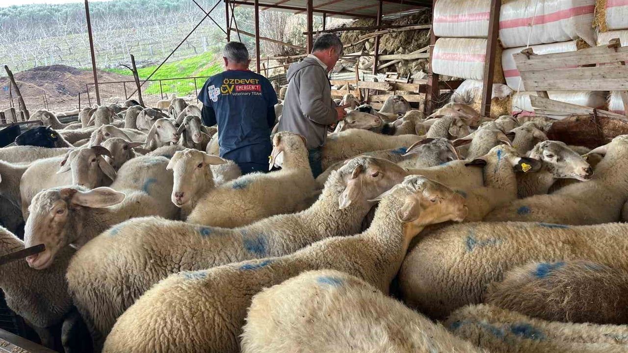 Buldan'da soğuk havada doğumlar: Düzenli Çelerme aşıları üreticiyi rahatlattı