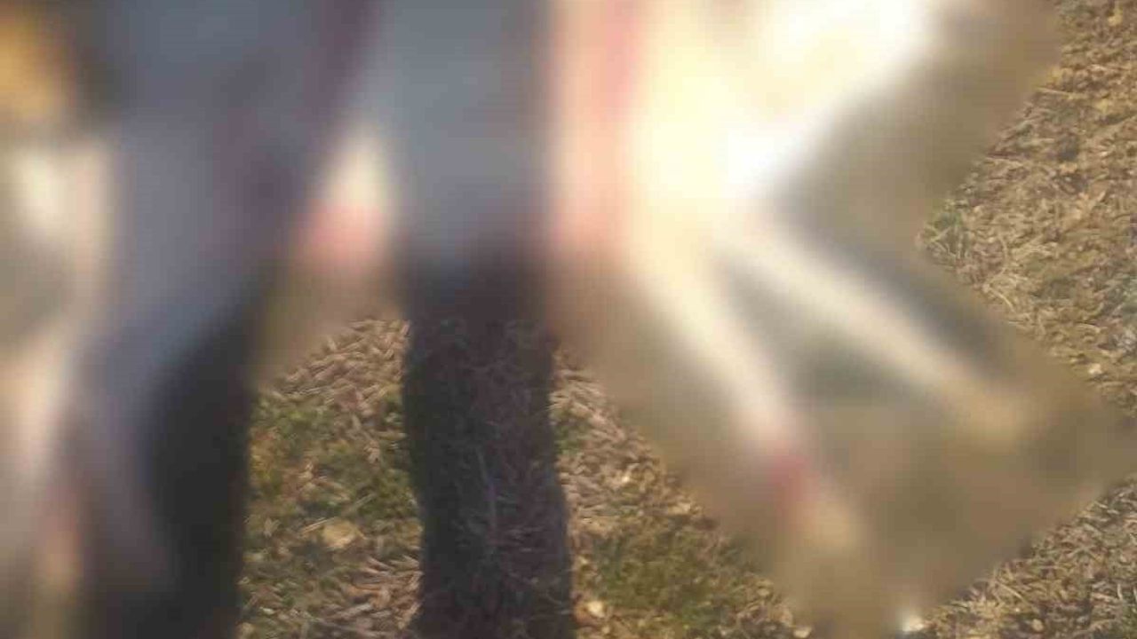 Burdur Valiliği: Bucak'ta köpeklerin silahla öldürüldüğü iddialarıyla ilgili soruşturma başlatıldı