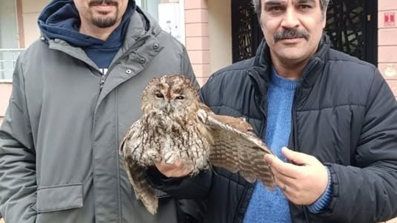 Burhaniye'de soğuklar yaban hayatını etkiledi: Balkonuna sığınan baykuş yetkililere teslim edildi