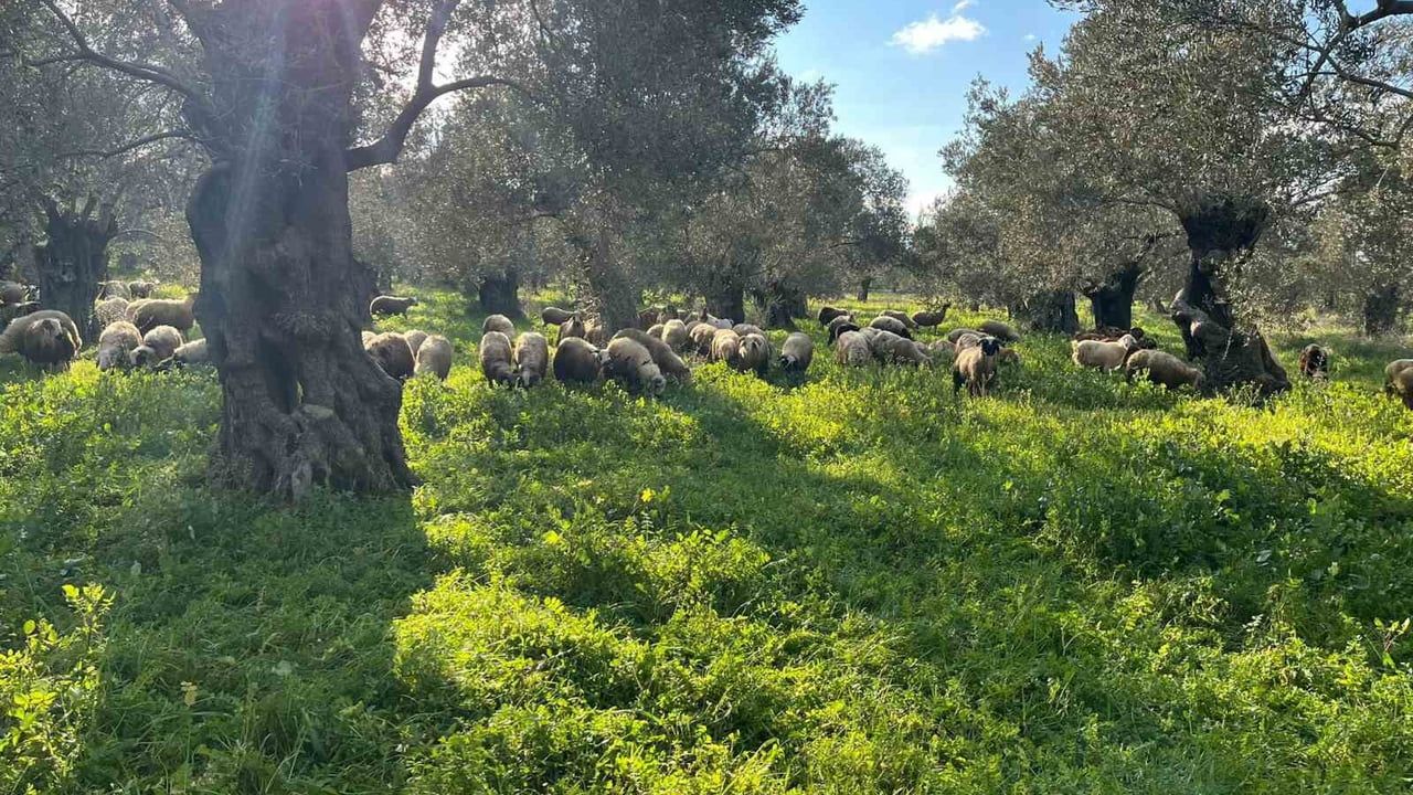 Burhaniye'de zeytinliklerde koyun otlatan çobana idari işlem uygulandı