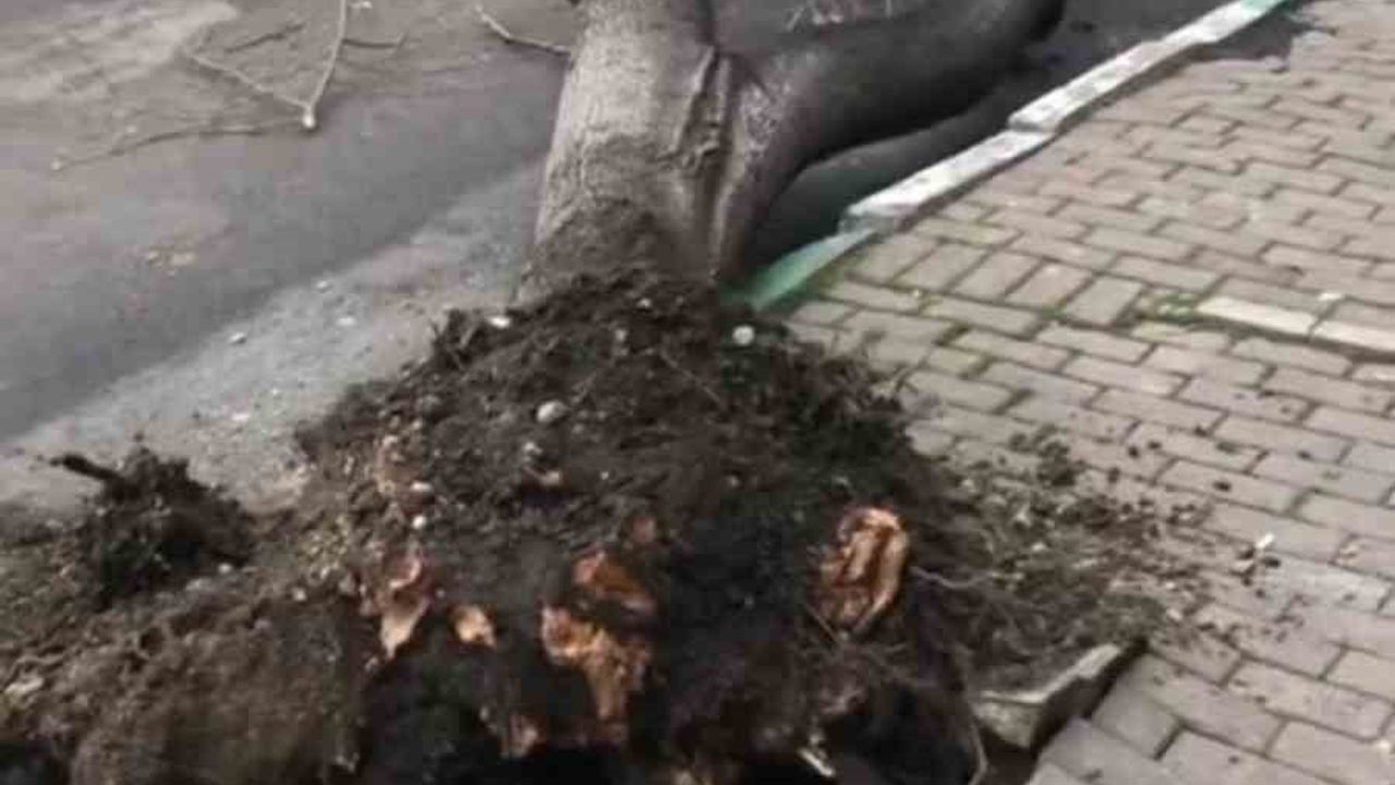 Bursa'da fırtına hayatı olumsuz etkiledi: Çatılar uçtu, ağaçlar devrildi, prefabrik yapılar etkilendi