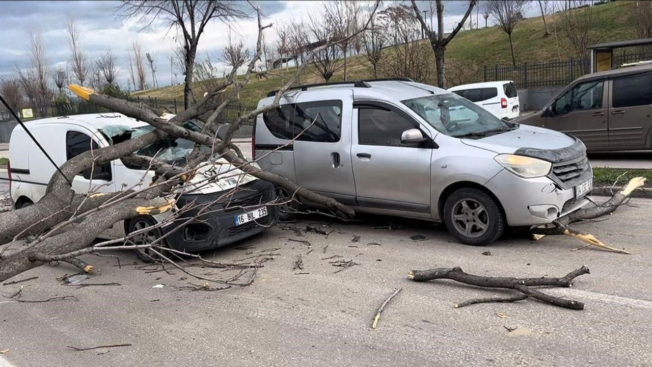 Bursa'da lodos refüjdeki ağaçları devirdi; iki araca ağaç düştü