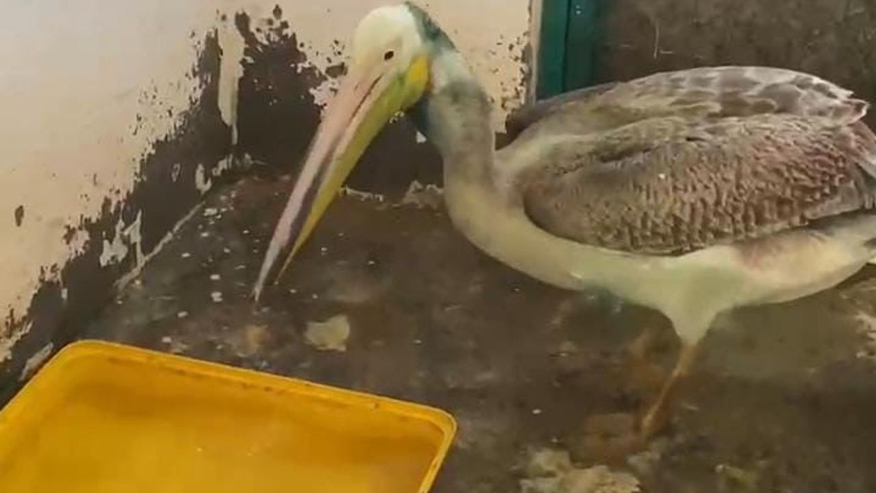 Bursa’da tedavisi tamamlanan ak pelikan Karacabey Longoz Ormanları’nda doğaya salındı