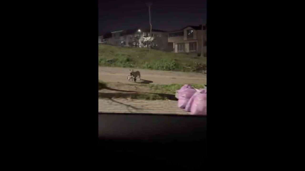 Bursa Nilüfer Üçevler'de gece kaydı: Tilki ağzında kediyle mahallede görüntülendi