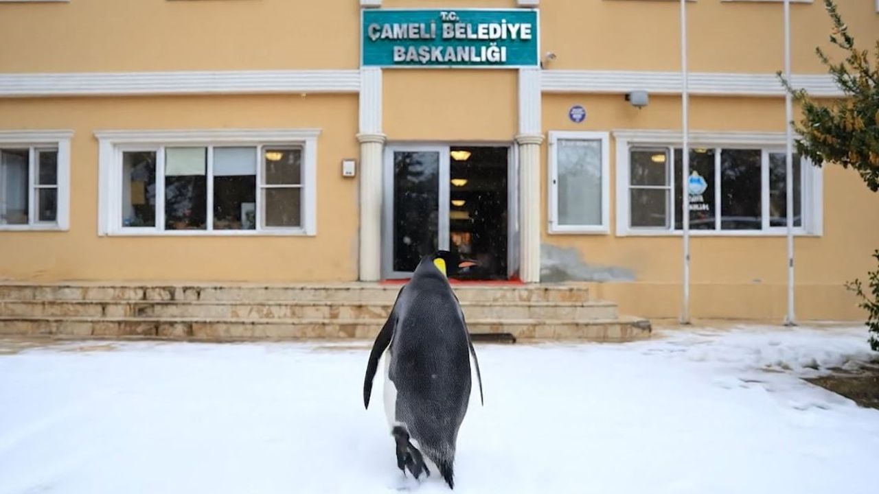 Çameli Belediyesi 'Nihilist Penguen' akımına katıldı