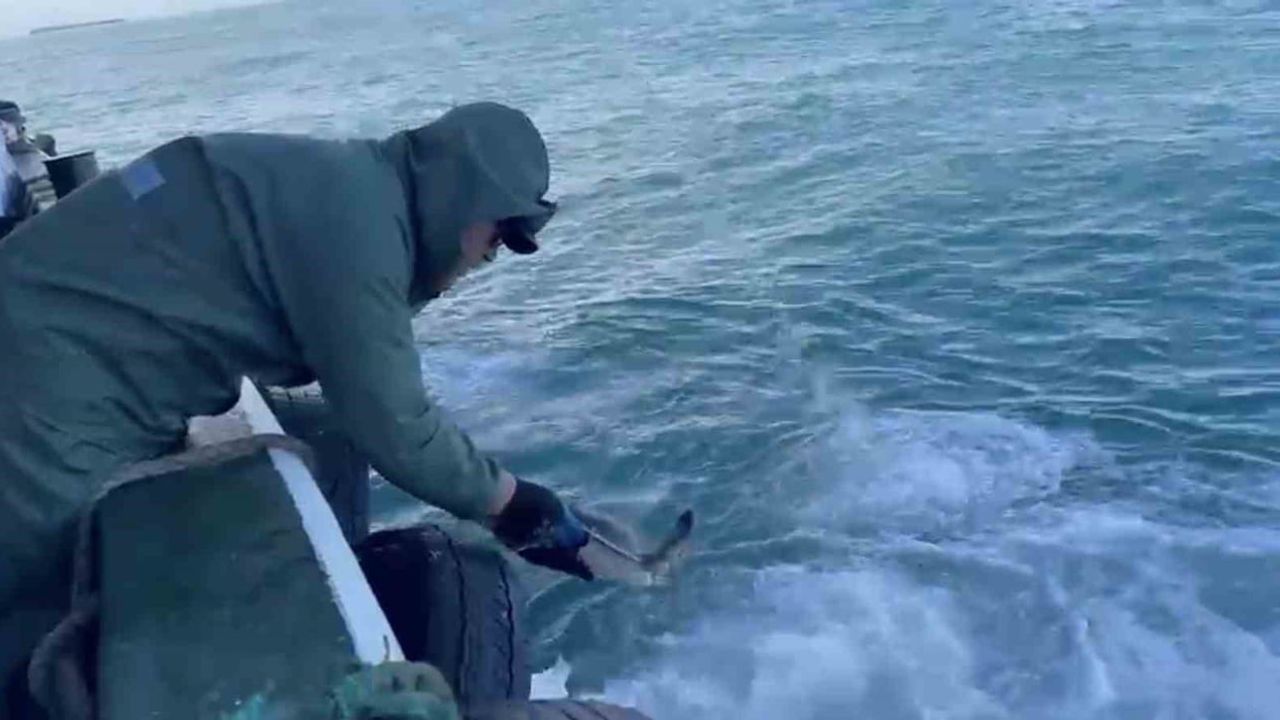 Çanakkale'de balıkçılar Bozcaada açıklarında ağlarına takılan yavru caretta carettayı kurtardı