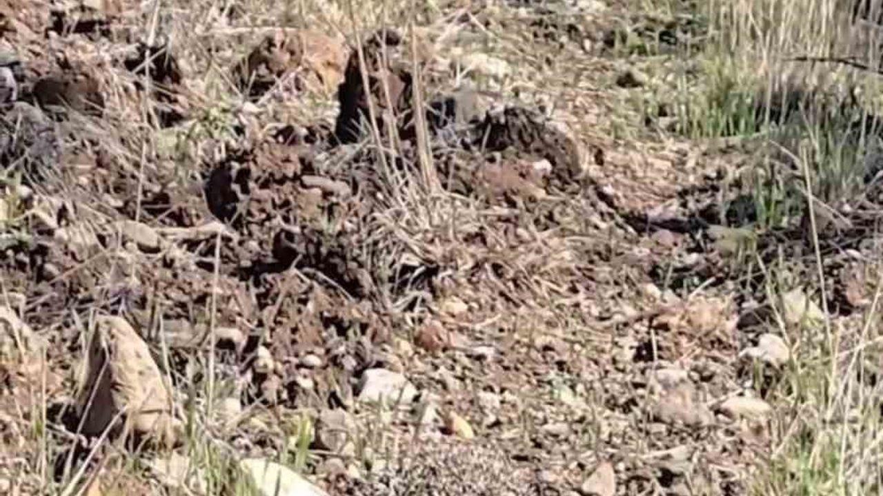 Çanakkale'de tedavi edilen kirpi doğal yaşamına bırakıldı