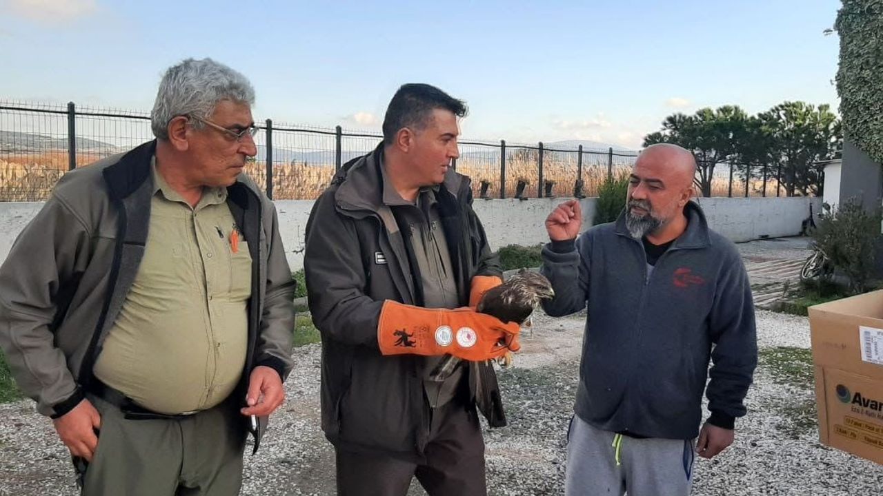 Çanakkale Umurbey’de Yaralanan Şahin DKMP 2. Bölge Müdürlüğü Tarafından Koruma Altına Alındı