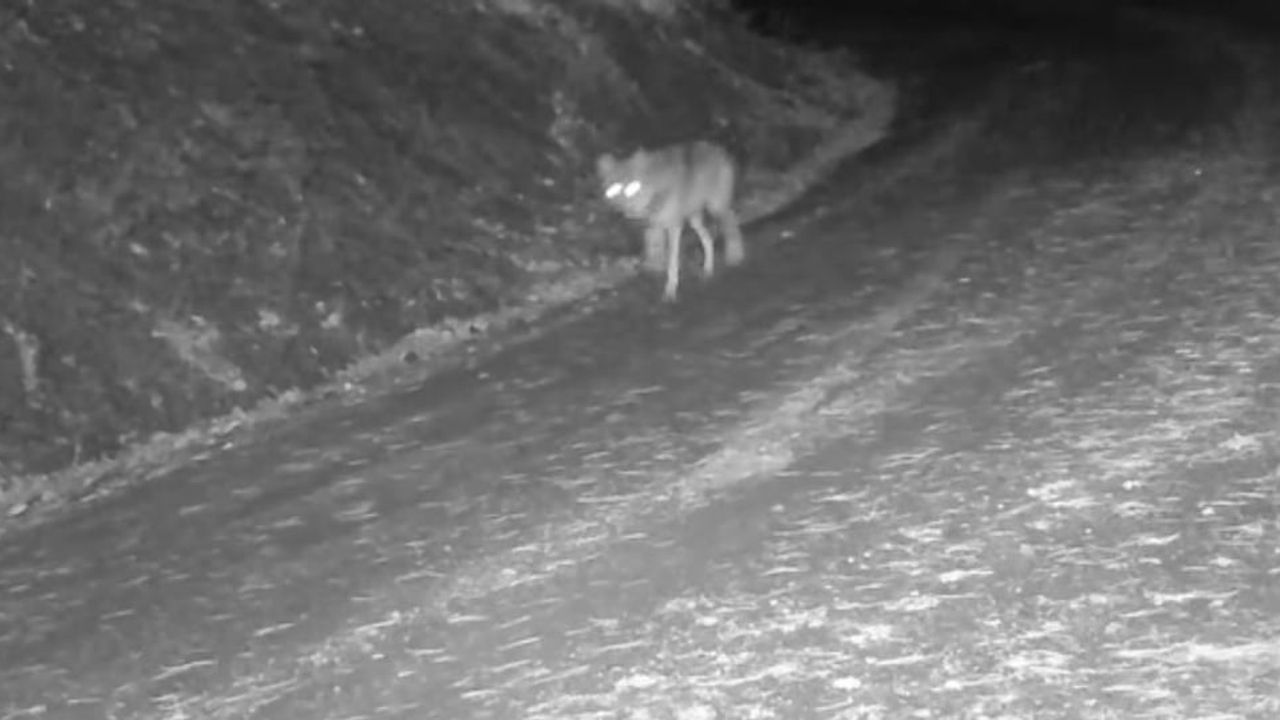 Çankırı’da fotokapanlar karla kaplı doğada yaban hayvanlarını görüntüledi