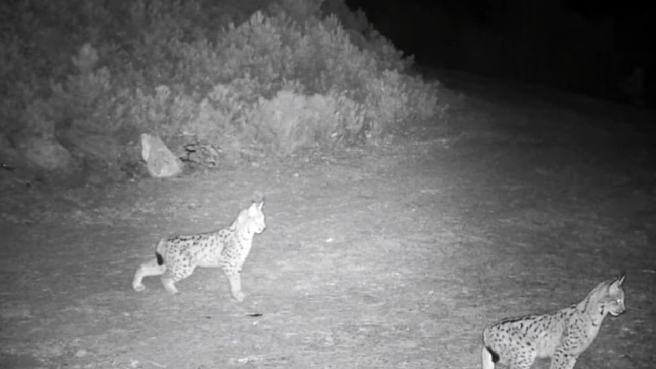 Çankırı'da fotokapanlar 'ormanın hayaleti' vaşakları görüntüledi